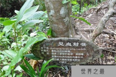 ​世界十大毒王植物，乌头被称为“毒药女王”