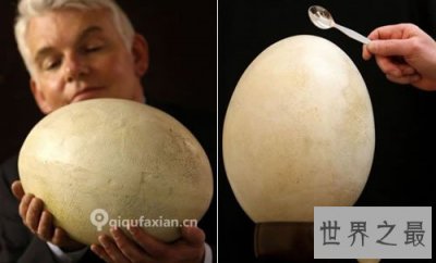 ​世界上最大的鸡蛋