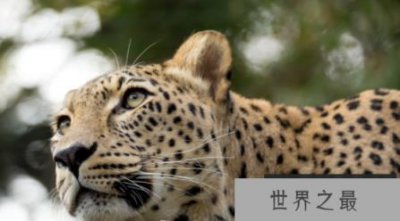 ​世界上最大的豹可以接近2米长