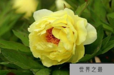 ​十大名贵牡丹品种 洛阳红上榜，第一有“花王”之称