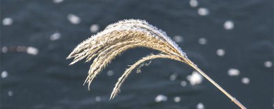 ​小雪节气祝福语
