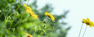 ​小雏菊花语