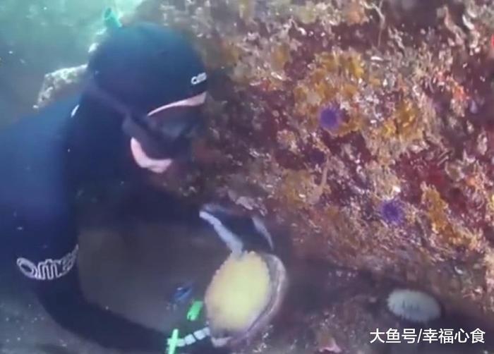 世上“最大”的鲍鱼，一只就够15个成年人吃，这就是红鲍