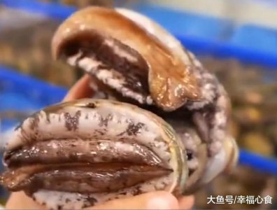 ​世上“最大”的鲍鱼，一只就够15个成年人吃，这就是红鲍