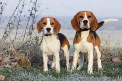 ​世界上最小的猎犬品种：比格犬体长不足41厘米