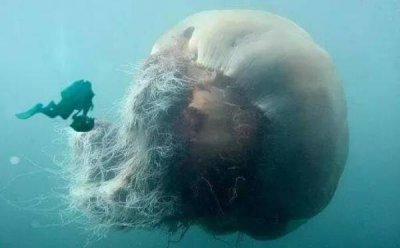 ​世界上最大的水母是什么水母？北极霞水母触手长达40多米