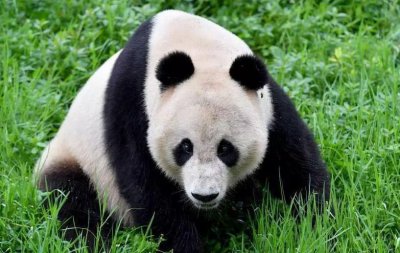 ​棕色大熊猫七仔在哪里？七仔是什么被发现的