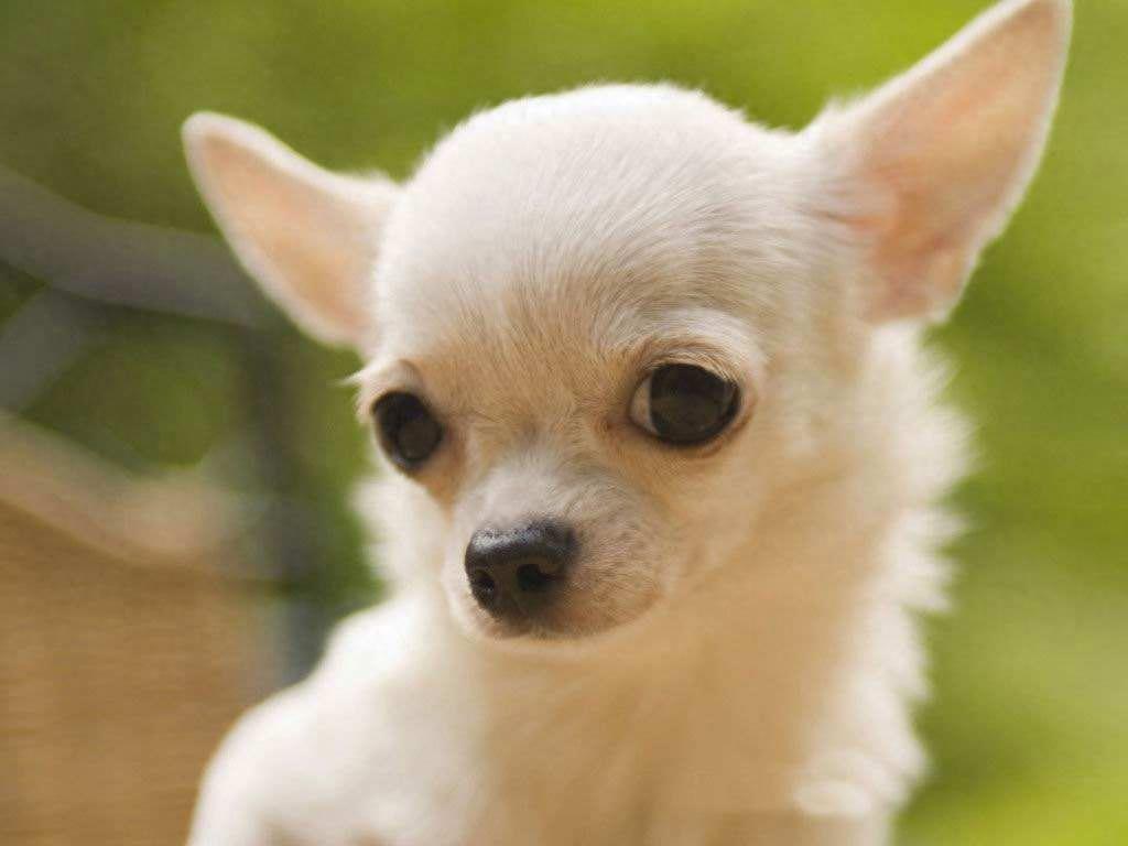 世界名犬大全（十三），你想知道的狗狗这里都有