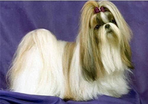 世界名犬大全（十三），你想知道的狗狗这里都有