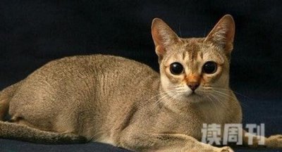 ​世界上最小的猫种是新加坡猫不是茶杯猫仅四个苹果重