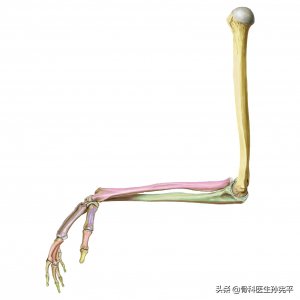 ​上肢骨骼的解剖图谱，请注意收藏