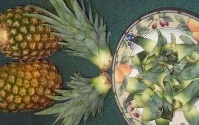 ​如何在家养殖菠萝头盆栽？先水培后土培，3年就能开花结果
