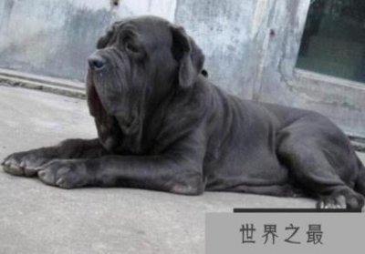 ​世界上最丑的狗看起来很糟糕