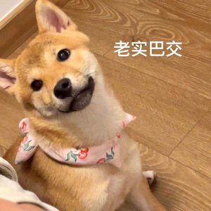 ​10款狗粮推荐，性价比很高，养狗必看！