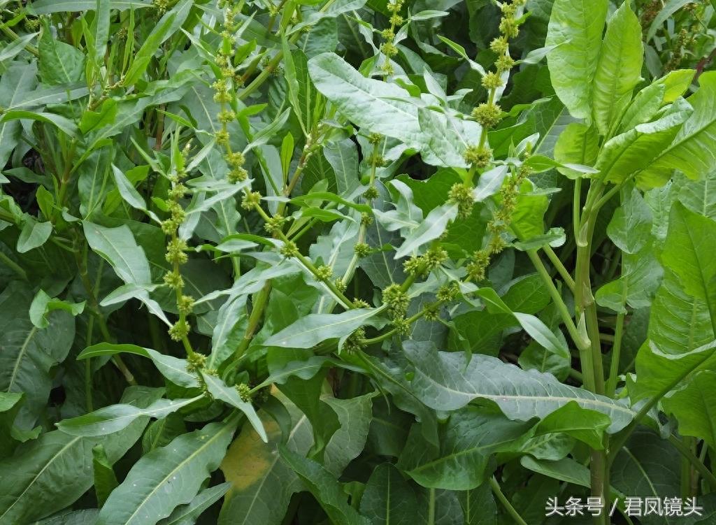 绿色野生中草药土大黄疯长 清热解毒祛瘀通便又杀虫
