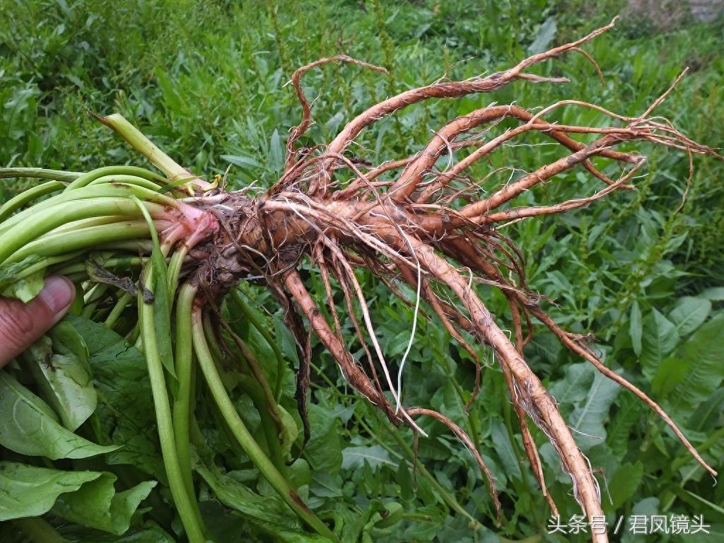 绿色野生中草药土大黄疯长 清热解毒祛瘀通便又杀虫