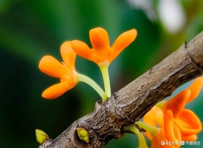 ​双节拍丨金秋十月桂花开，清香四溢扑面来