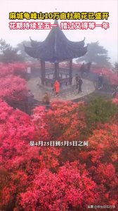 ​麻城龟峰山10万亩杜鹃花已盛开，花期持续到小长假，古杜鹃群落国内首屈一指