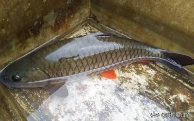 ​军鱼：力与美的结合体！真正的“淡水鱼之王”，穿梭于水中的精灵