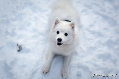 ​血饮：中国如何反击才能打疼日本？