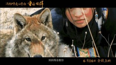 ​纪录片：女孩把狼带回城市养，3个月后，它的行为让女孩感到害怕