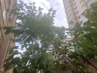 ​一棵桑树叫龙桑