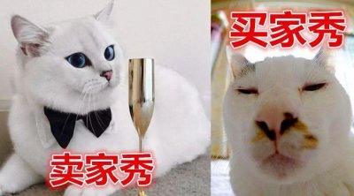 ​网购买喵指南，实在想网上买猫咪得注意这些
