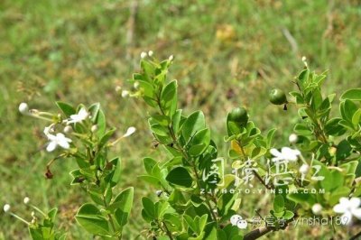 ​南屏岛滩涂发现大面积“假茉莉”