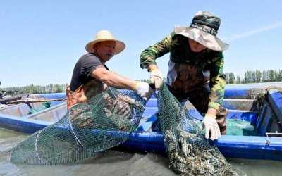 ​价格大降，10元一只！大闸蟹咋跌出了“白菜价”？