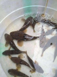 ​来自西湖的大嘴鱼，你们见过这种怪物吗？