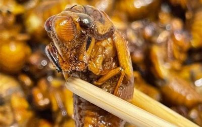 ​分享10种知了的做法，长这么大才知道，知了还能这样吃！