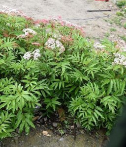 ​血满草是一种什么样的植物