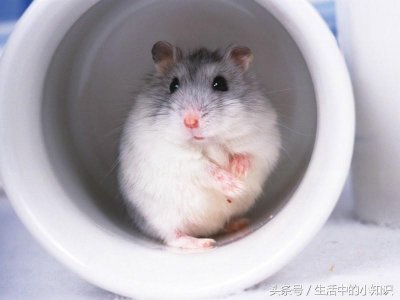 ​怎样分辨仓鼠的公母