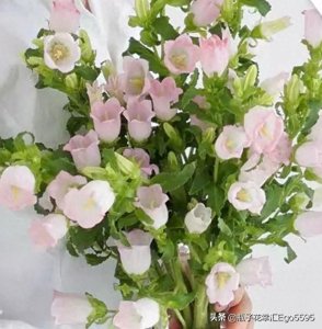 ​风铃花，迎风摇曳，俏皮可爱，花色多样