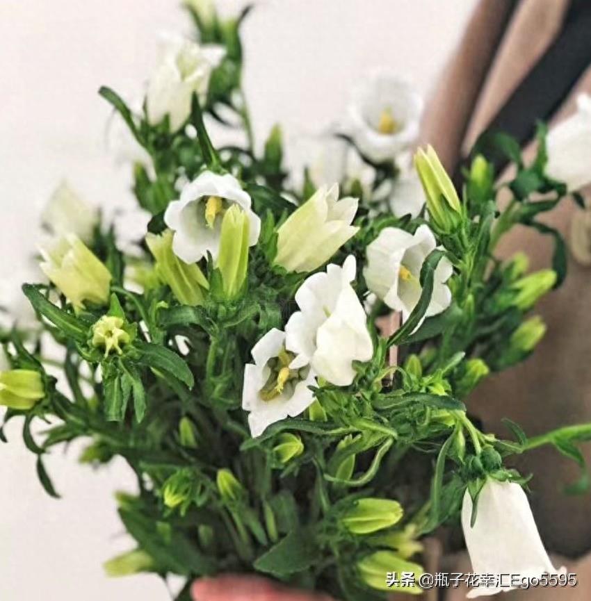 风铃花，迎风摇曳，俏皮可爱，花色多样