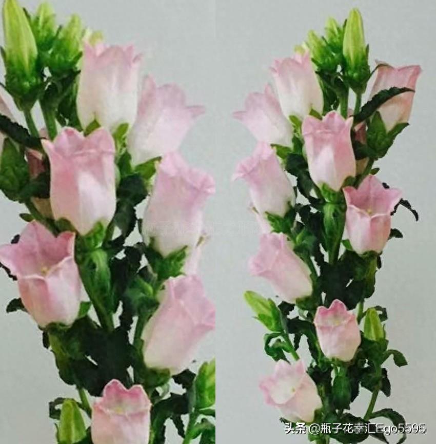 风铃花，迎风摇曳，俏皮可爱，花色多样