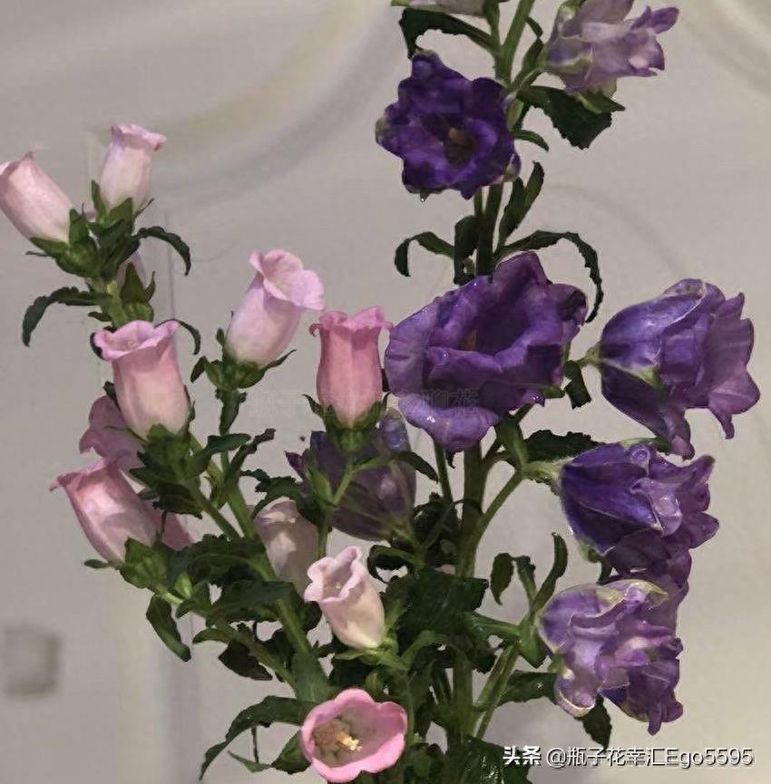 风铃花，迎风摇曳，俏皮可爱，花色多样
