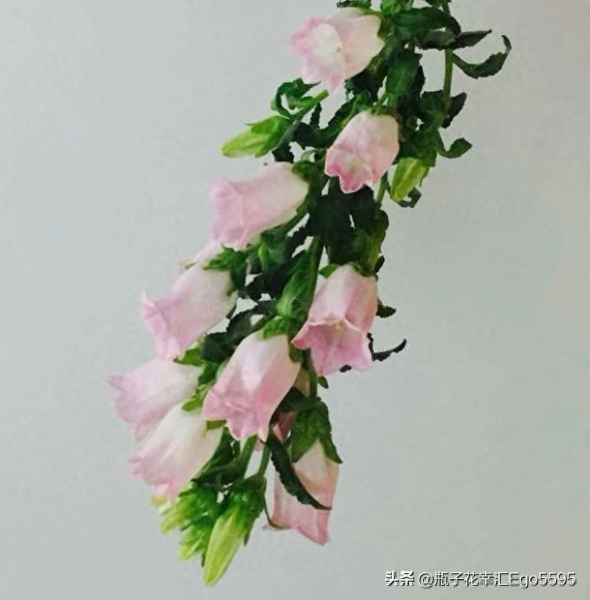 风铃花，迎风摇曳，俏皮可爱，花色多样