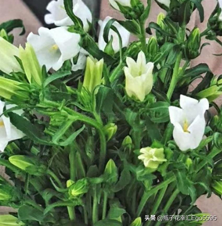 风铃花，迎风摇曳，俏皮可爱，花色多样