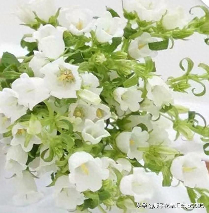 风铃花，迎风摇曳，俏皮可爱，花色多样