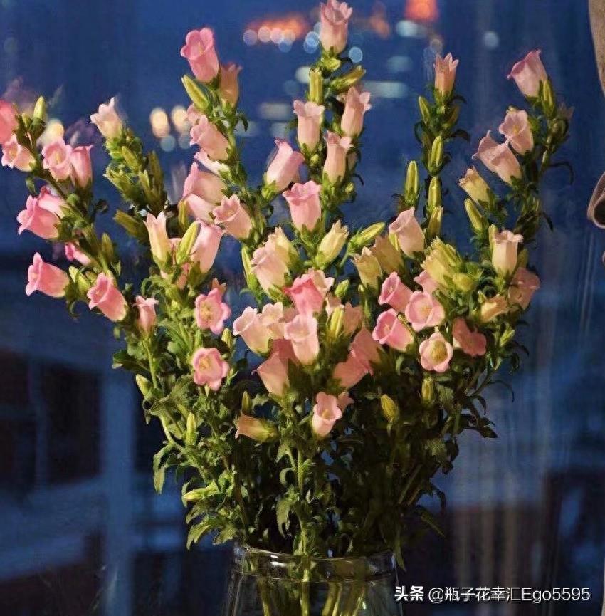 风铃花，迎风摇曳，俏皮可爱，花色多样