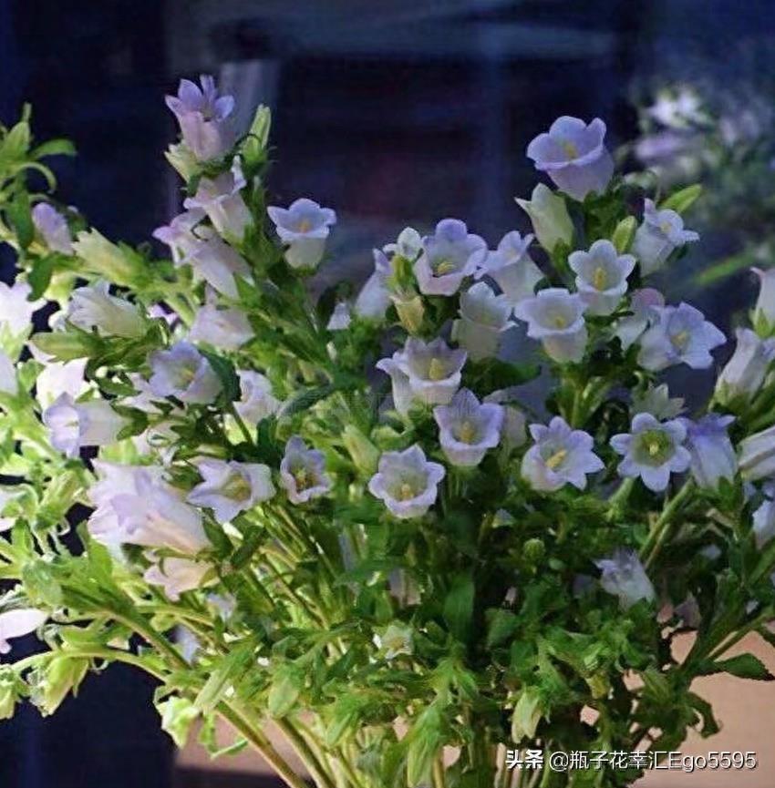 风铃花，迎风摇曳，俏皮可爱，花色多样