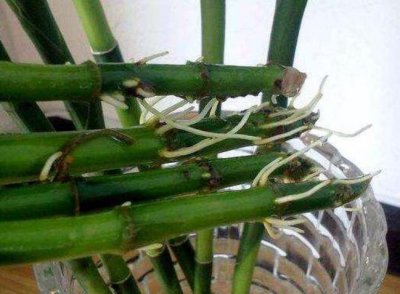 ​刚买的富贵竹如何水培？跟着3步走，秋冬时节照样越养越旺盛