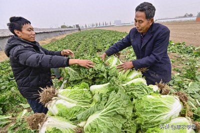 ​白菜批发价最低2毛一斤，今年白菜为何如此便宜？附：白菜最新价