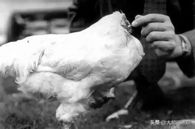 ​无头鸡麦克是真的吗？没有头还能活18个月？