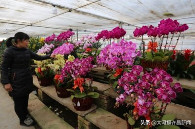 ​鄢陵花卉市场百花争艳迎新年