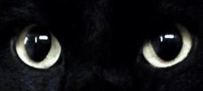 ​黑猫是魔鬼的化身？看过它的样子你就知道了！