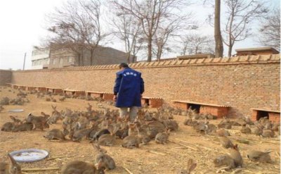 ​想在农村养殖兔子，销售不出去怎么办，这些途径你需要了解