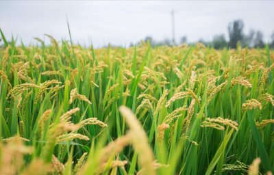 ​中国的一亩水稻，产量有多少斤？和美国比，亩产差距有多大？