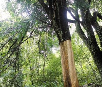 ​300万棵红豆杉遭剥皮！各地曾上演剥皮大战，村民都去剥树皮卖钱